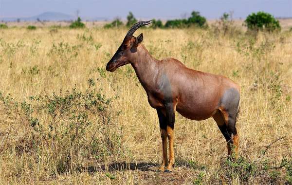 Common Tsessebe