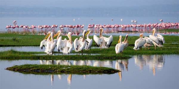 Flamingi i pelikany
