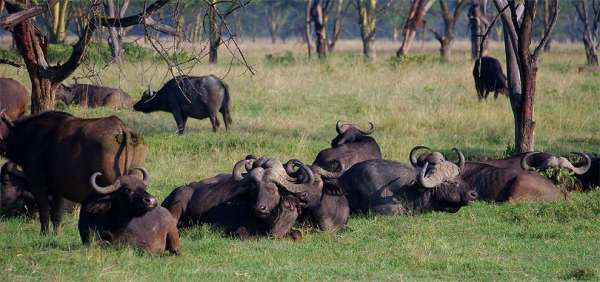 Resto del búfalo Buffalo