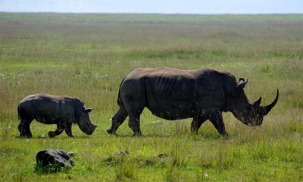 Семья носорогов