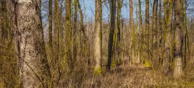 Přísnotice と Knížečí les