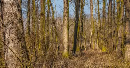 Bosque de Přísnotický y Knížecí