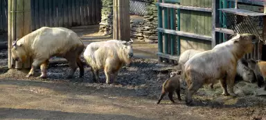 Ein Rundgang durch den Zoo Liberec