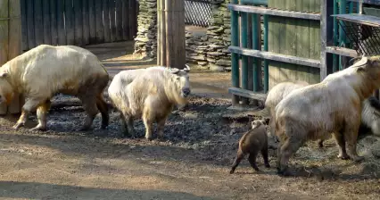 Prohlídka ZOO Liberec