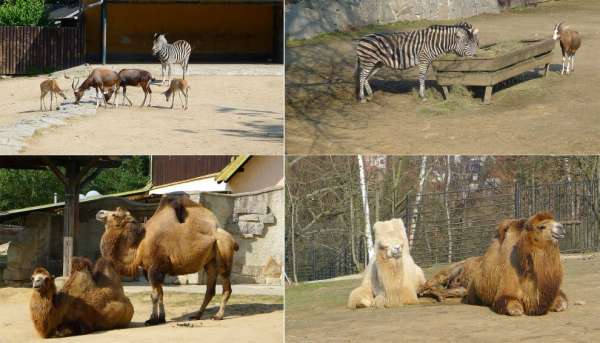 Zebry, buvolci a velbloudi