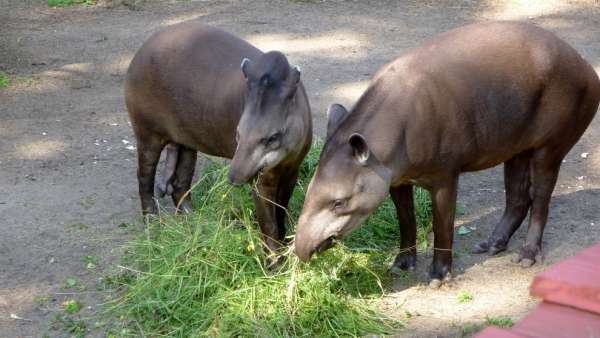 Tapirs