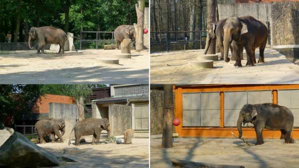 Indian elephants