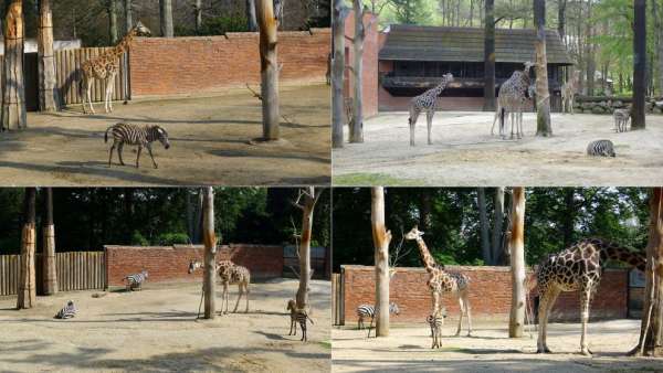 Giraffen