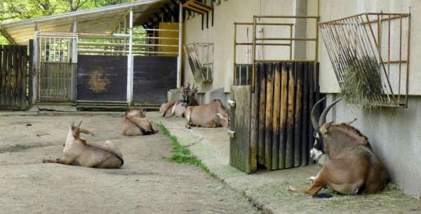 Paarden antilopen