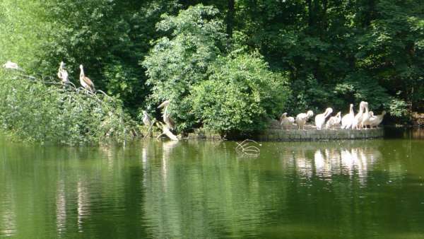 Bassin aux cygnes