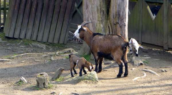 Kontaktní zoo