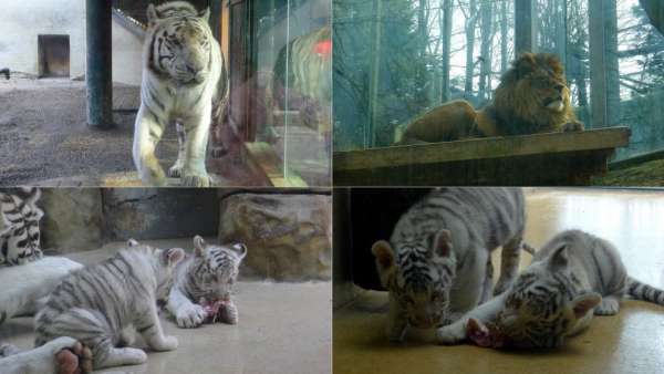 Big beasts in the Liberec zoo