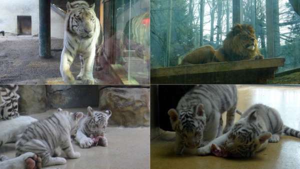 Grote beesten in de dierentuin van Liberec