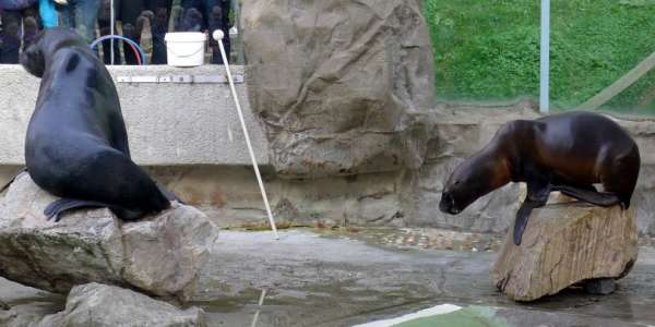 Sea lions