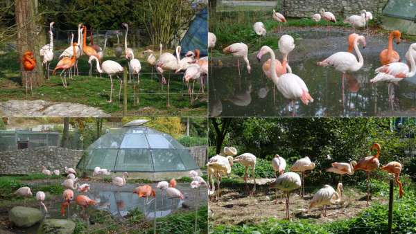 Flamants roses