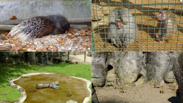 Fazanten, stokstaartjes, schildpadden en bavianen