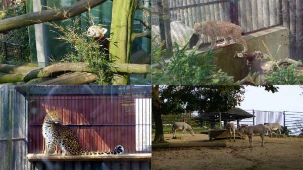 Leoparden und Funktionen