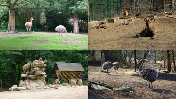 Steinbock, Nandus und Vicuñas