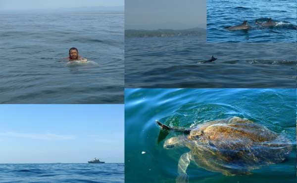 Želvy a delfíni v okolí Mazunte