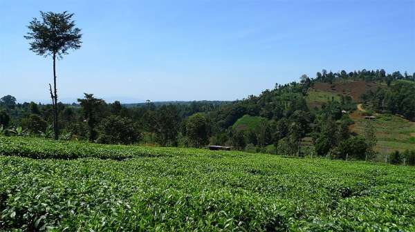Plantation de thé