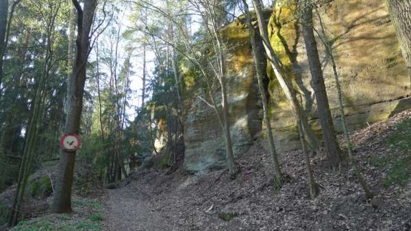 Malerische Straße durch den Wald