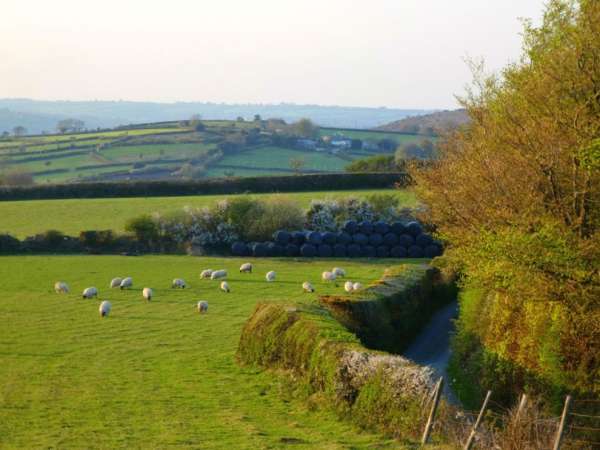 Pasto con ovejas