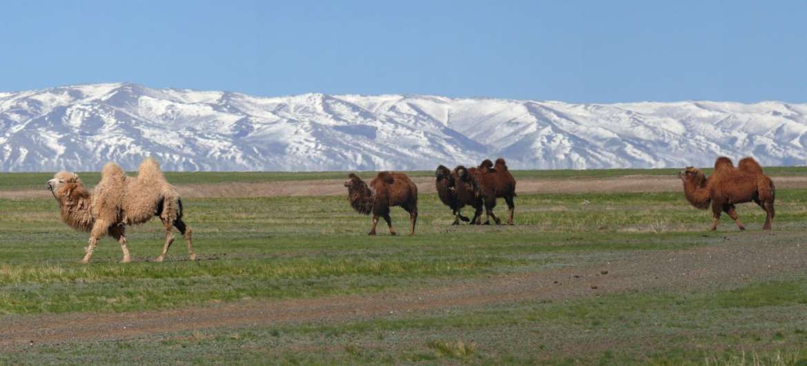 Статьи Монгольский Алтай