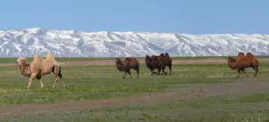 Mongolischer Altai