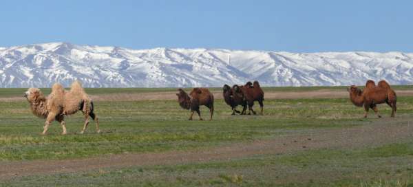 Altai mongolo