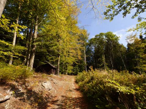 Straße durch den Wald