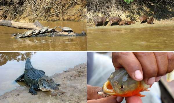 Osservazioni di fauna e flora in Sud America