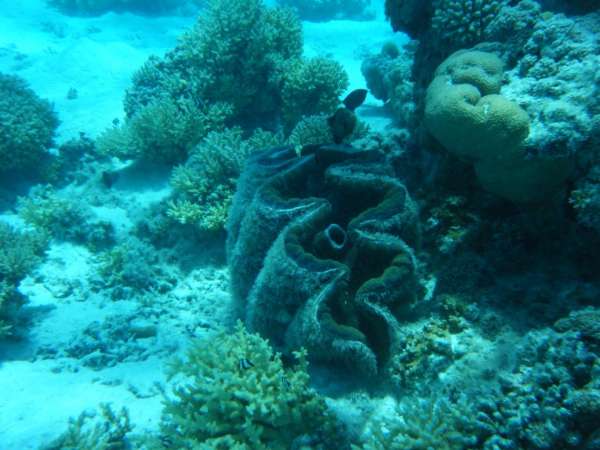 Conchas marinas enormes