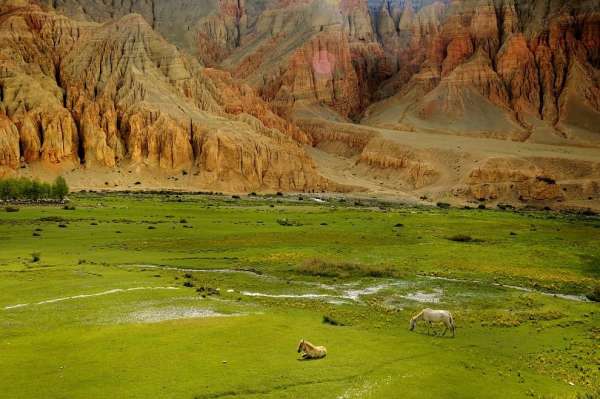 Idyll in Mustang