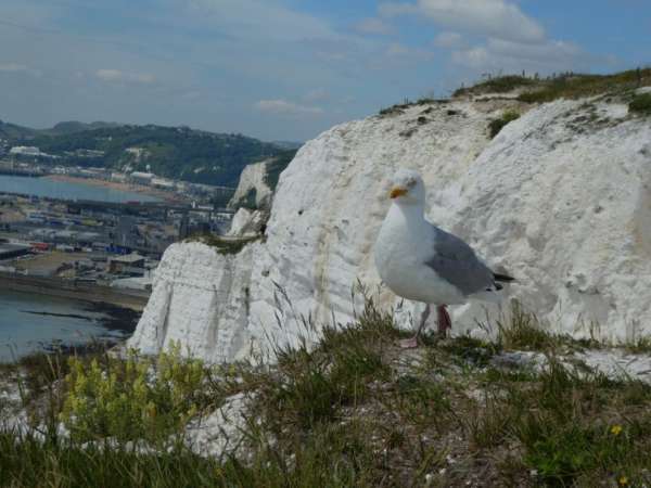 Seagulls on the cliffs