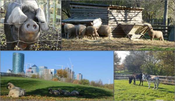 Animal farm at Canary Wharf