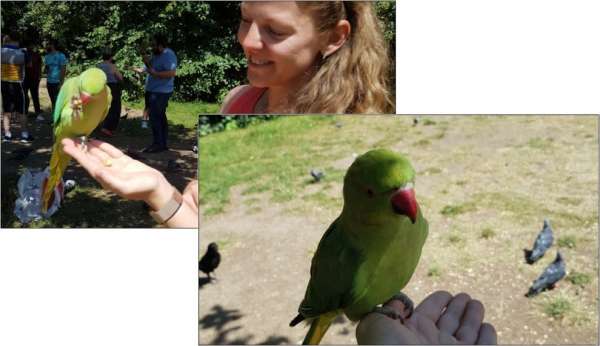 Parrots in Hyde Park