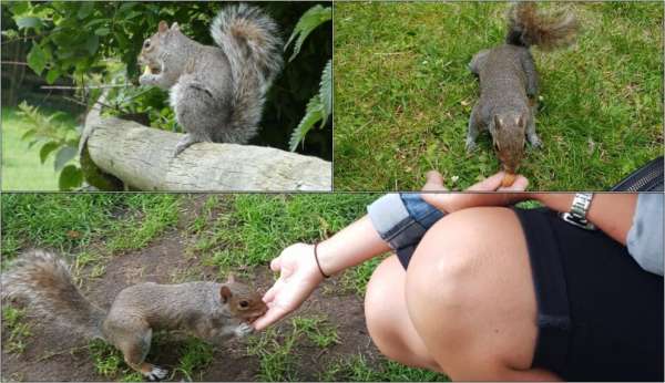 Squirrels in St. Petersburg James Park