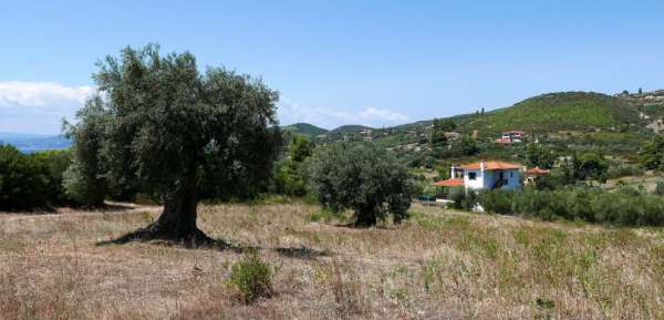 A grove of old olive trees