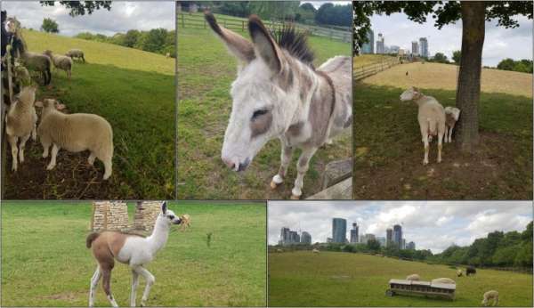 Mudchute Park und Farm