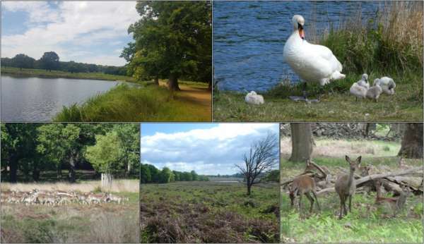 Richmond park