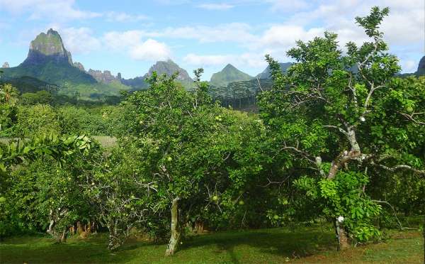 Fruitbomen boven Paopao