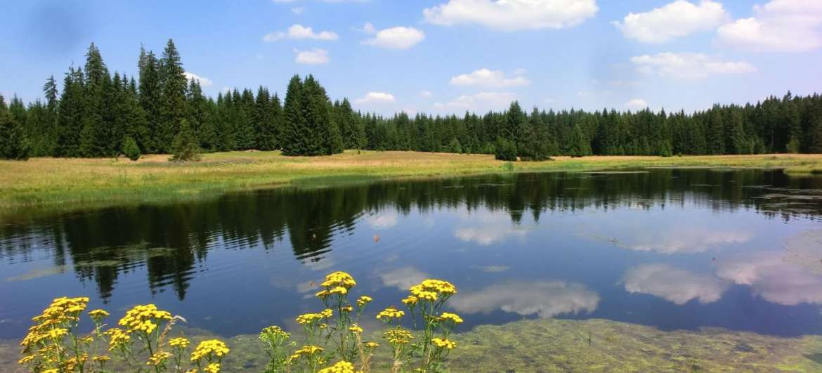 Plaatsen Tsjechisch bos