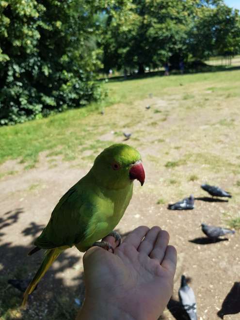 Papugi w Hyde Parku