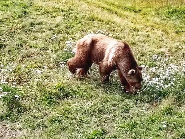 Sanctuaire des ours, Arosa