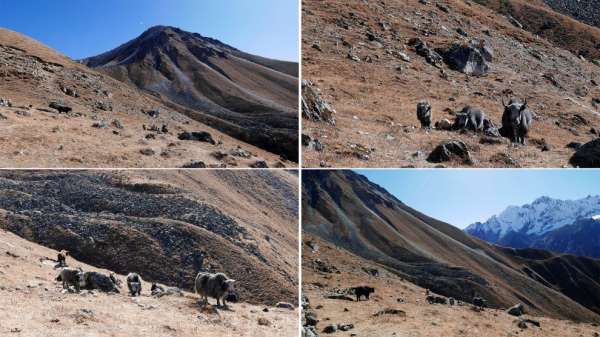 A herd of Yaks under Tserko Ri