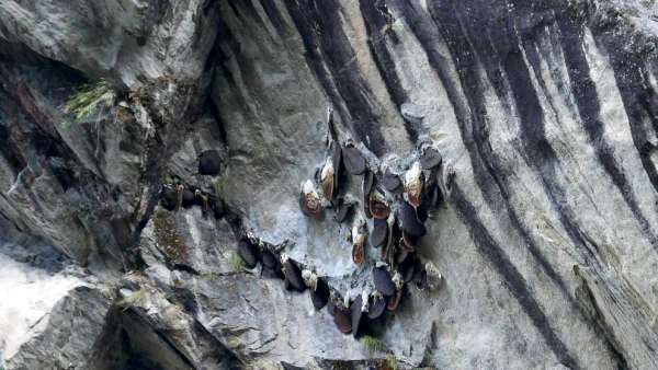 Nepalese wild bees