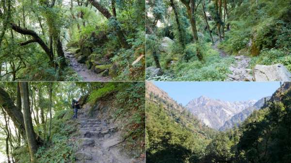 Sendero de la jungla de Langtang