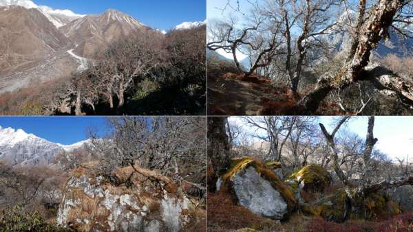 Rhododendron forest