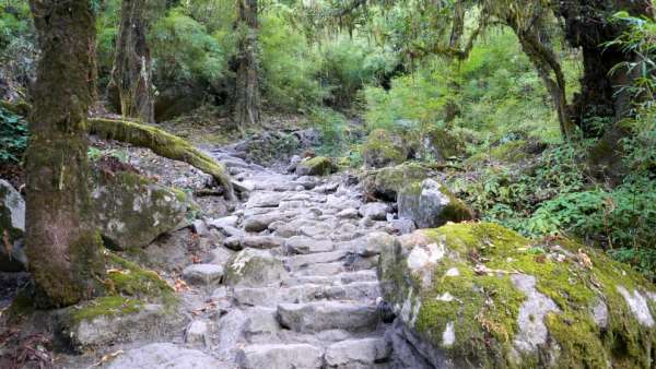 Stairs through the forest