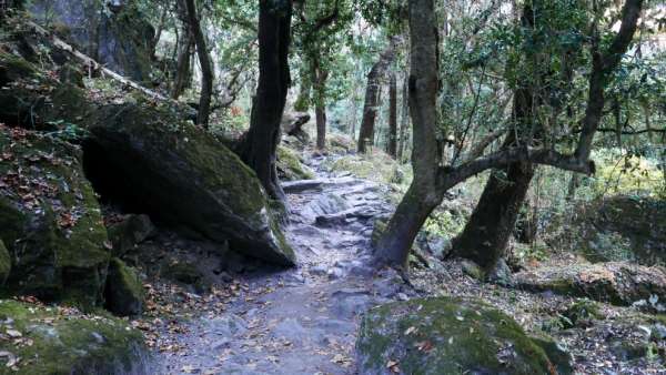 A fairytale forest behind Gumnachok